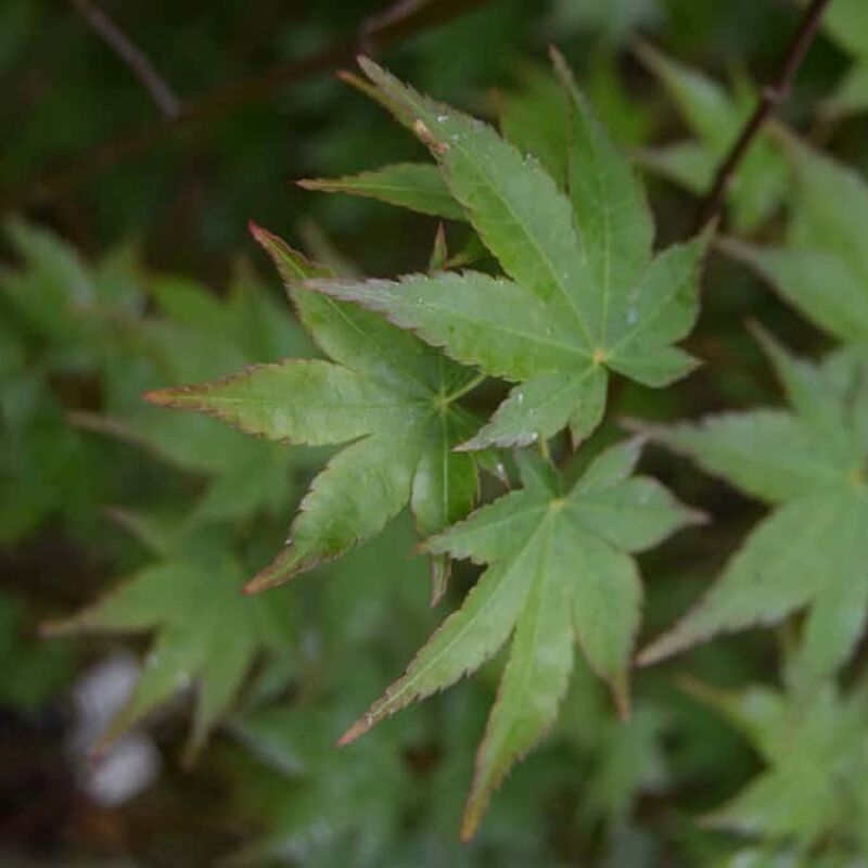 Acer palmatum 200-250 cm